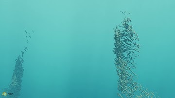 UNDER WATER FISH GROUP | MADE IN BLENDER | PRDP