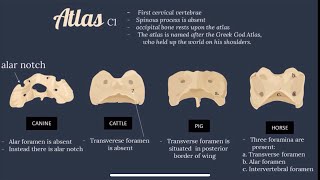 Axial | Comparative Vet Anatomy | Skeletal System ( skull, vertebral column, ribs, sternum, hyoid)