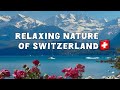 Amazing Nature of Switzerland  🇨🇭relaxing Walking Tour 