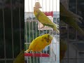 The Most Beautiful Budgie Songs Ever - Budgies Singing and Chirping