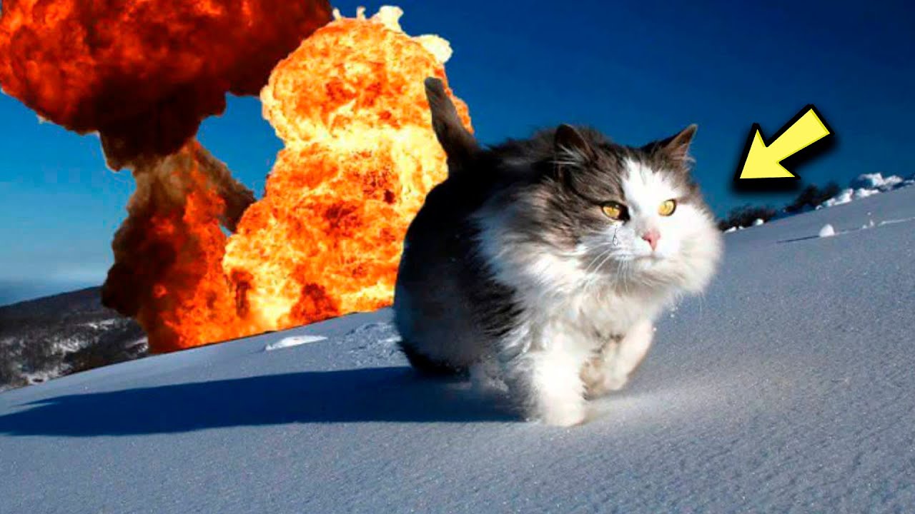 Cat Managed To Run Away A Second Before The Explosion, He Had No One ...