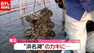 「浜名湖のカキ」に異変…知る人ぞ知る産地で二重の打撃（2020年12月14日放送「news every.」より）