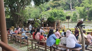 Edukasi burung || show burung di gembira loka zoo part 2 by Alif Sakha 12 views 3 months ago 11 minutes, 21 seconds