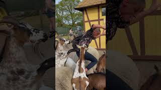 The FUNNIEST Pets Youve Ever Seen!