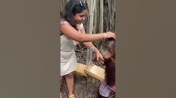 Monkey SHOWS TALENT #india #fyp #funny #youtubeshorts