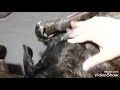 犬11