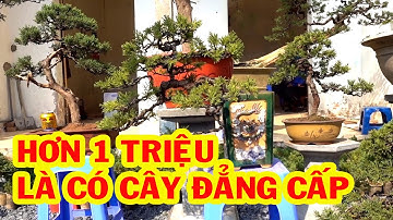Cây phong cách Nhật tuyệt đẹp, giá hơn 1 triệu, nhiều cây đẹp giá rẻ - bonsai trees is cheap, pine