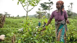 Le Gabon se tourne vers le secteur agricole pour faire face aux faibles prix du pétrole
