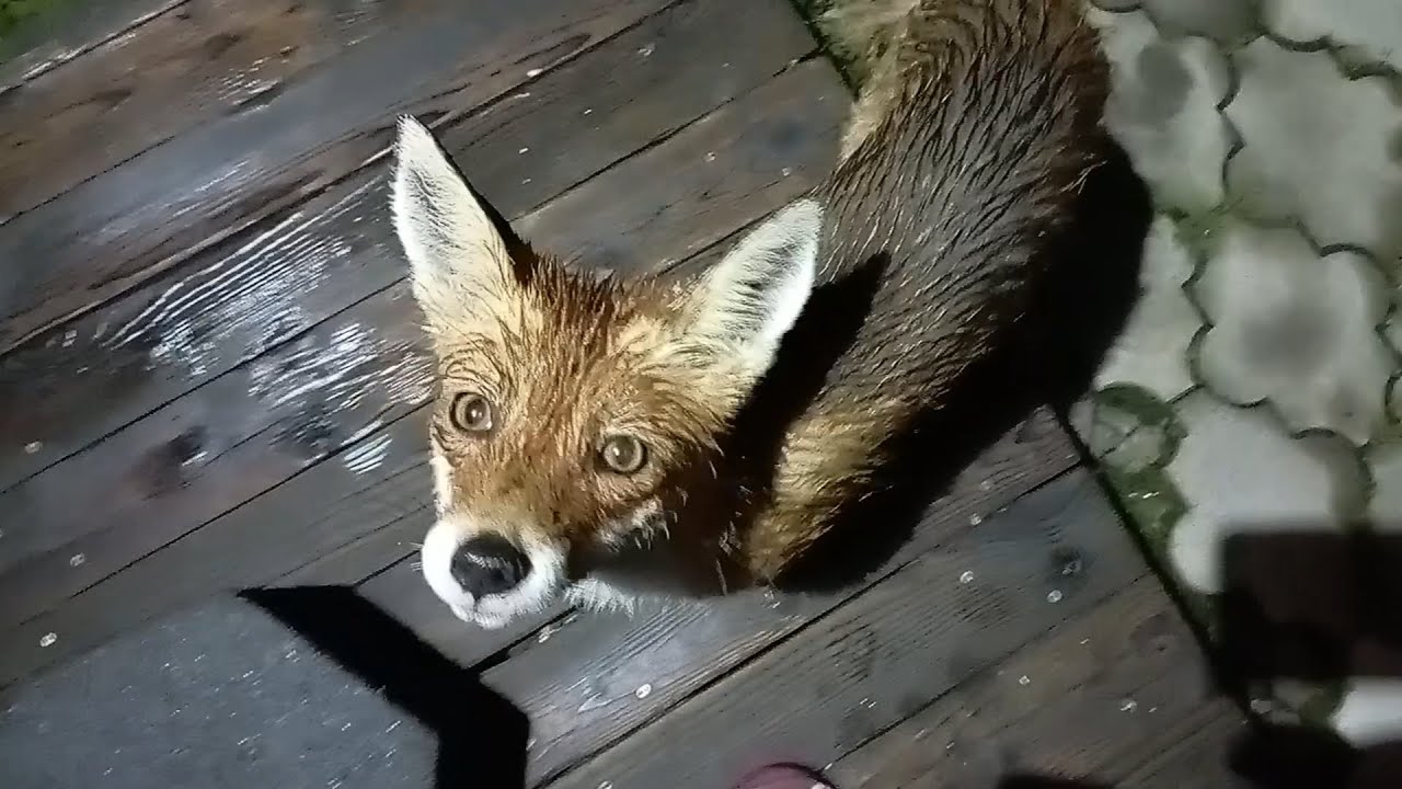 (1059) Лиса и два ёжика приходят в гости. Июль 2025