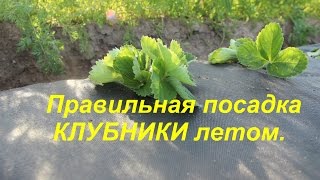 Правильная посадка КЛУБНИКИ летом.(Как и когда сажать клубнику. Как собрать посадочный материал., 2015-08-03T14:09:50.000Z)