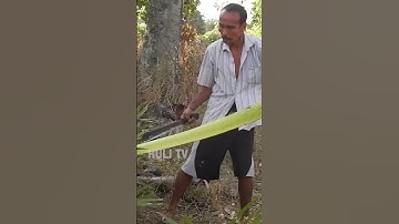 skill om ini tidak diragukan lagi #shorts #cuttingskills #cuttingskill #cutting #palmleaves