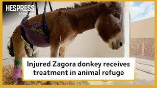 Injured Zagora donkey receives treatment in animal refuge