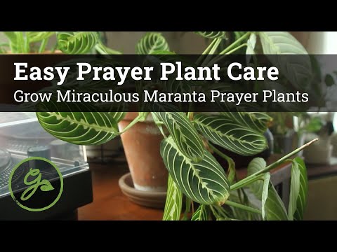 Easy Prayer Plant Care / Grow Miraculous Maranta Prayer Plants