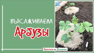 Посадка арбузов. Когда и как высаживать рассаду.