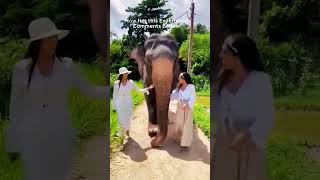 The Truth About Elephant Tourism 🐘💔 #WildlifeShorts #elephantconservation