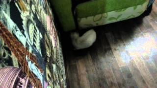 Котёнок бегает за мокрым хвостом / Kitten runs for wet tail Котёнок бегает за мокрым хвостом / Kitten runs for wet tail