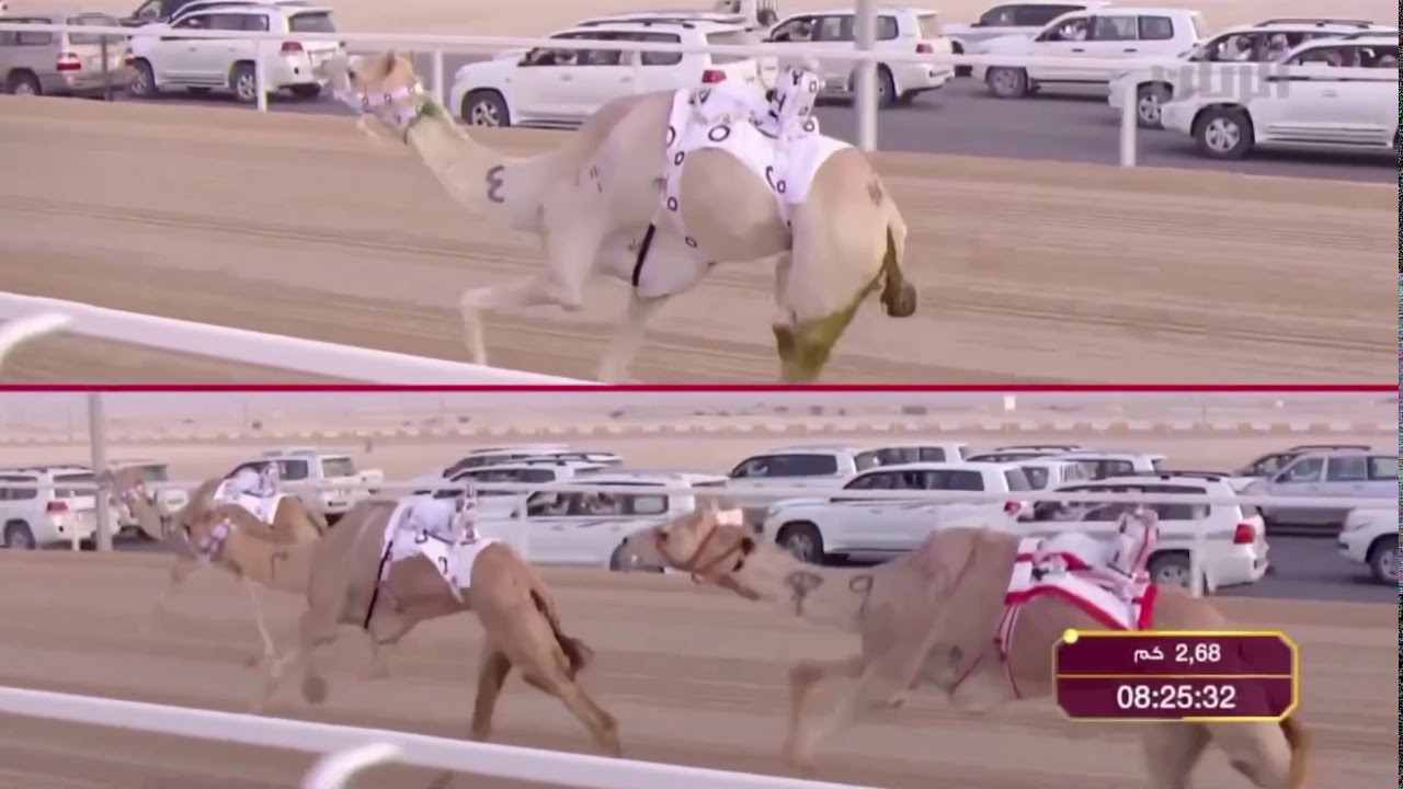 اعلان صايد الرموز ختامي الشحانية سيف الامير 2013