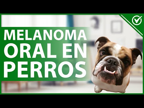 🐶 Melanoma Oral en Perros: Qué es, Causas, Síntomas, Diagnóstico y Tratamiento 🦷🐶 hqdefault
