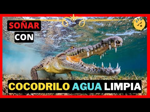 ➤ Qué significa soñar con cocodrilos en agua limpia ✔️ Incluye VÍDEO