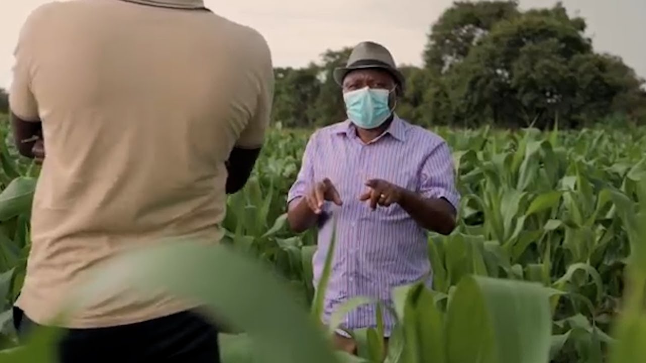 Zambia Dairy Feed Planning for Optimal Milk Production Bemba YouTube