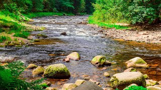 Sounds of Nature  Noise River and Forest Birds Singing 2 hours