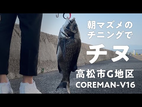 チニング初心者が大物チヌを釣り上げる！ルアーはコアマンVJ-16！香川県高松市G地区　#チヌ #黒鯛 #年なしチヌ #COREMAN #コアマン #VJ16 #釣り ＃ルアー #朝マズメ #9月