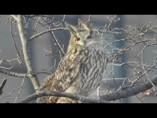 Cause Of Death Revealed For Flaco The Owl