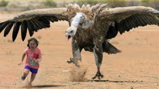 Görünce Kaçmanız Gereken 20 Tehlikeli Kuş