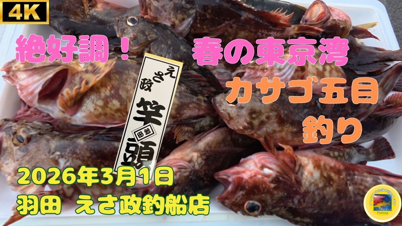 祝 竿頭！ 東京湾で春のカサゴ五目釣り 2026年3月1日 #釣り #カサゴ