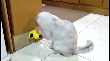 ITTIStore - Suction Cup Windmill Cat Toy