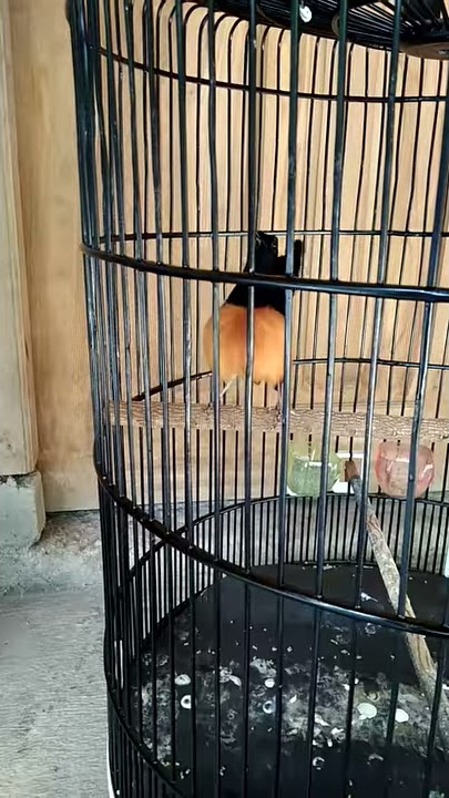 Murai borneo full tembakan ( Arefs Solo)