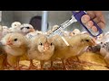 Comment vacciner les poulets  la maison  levage de poulets pour dbutants