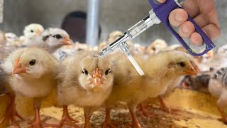 how to vaccinate chickens at home  chicken farming for beginners