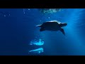 Amazing UnderWater Paradise 4k Video