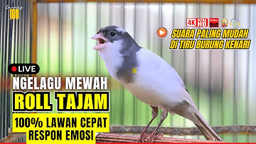 🔴PANCINGAN KENARI MENDONGKRAK EMOSI ROLL TEMBAK CENGKOK MEWAH LANGSUNG NYAUT #canary #burungkenari