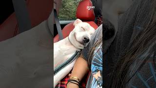 Close your eyes. Imagine you're a dog. Now...lets get zen! 🧘🤣🐕