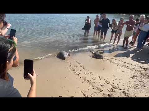 AMP Capo Caccia Isola Piana, liberazione delle tartarughe Enza e Francesca