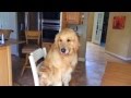 Finnegan climbs on chair