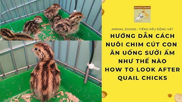 Hướng Dẫn Cách Nuôi Chim Cút Con - Ăn Uống Sưởi Ấm Như Thế Nào - How To Look After Quail Chicks