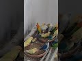 13 10 2025 اكسبلور اغاني متابعه لايك تصميمي Birds Lovebirds Parrot Youtubeshorts Viral 