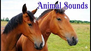 50 Animals and Their Sounds | Learn Animals for Kids | Animal Names & Sounds Learning Video screenshot 3