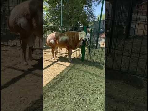 ГИССАР|АРАШАН ПРОДАЮТСЯ ЖЕВОЙ