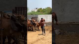 #shravanseva #cow #gaumata #trending #indiancow #youtubeshorts