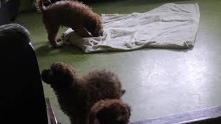 Mini Whoodle Puppies For Sale