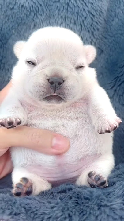 CLEAN MY BELLEH 😊 #foryou #cute #pibble