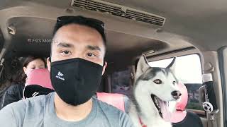 Proses Kawin Anjing Husky Grey dan Jojo_Family Vlog