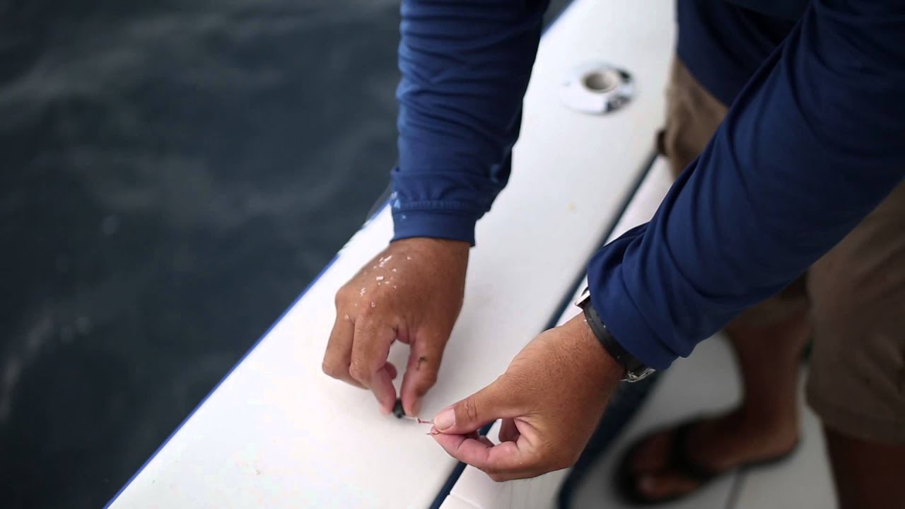 How to catch a fish in 5 seconds! - YouTube