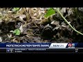 The LSU Ag Center offers tips to protect your home from termites
