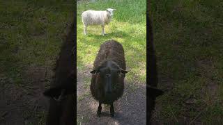 #sheep #animals #farming #farmanimals
