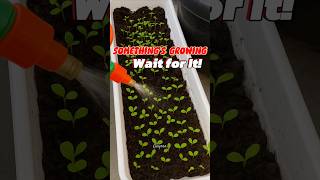 How to Grow Spinach from Seeds | Time-Lapse Gardening #gardening #nature #plants #spinach
